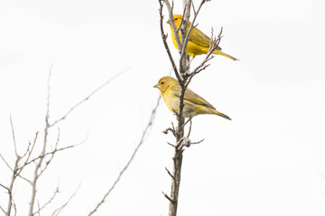Sicalis flaveola, canário da terra. The land canary, Sicalis flaveola, is also known as the garden canary