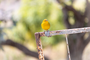 Sicalis flaveola, canário da terra. The land canary, Sicalis flaveola, is also known as the garden canary