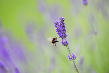 Bumble Bee on a flower collecting pollen this is how insects pollinate other plants