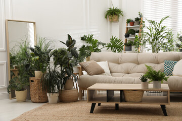Stylish room interior with comfortable sofa and beautiful potted plants. Lounge zone