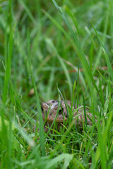 Brown and Black Toad Hopping around in the Long Green Grass.