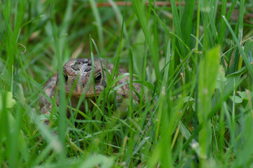 Brown and Black Toad Hopping around in the Long Green Grass.