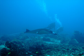 A picture of a manta