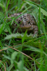 Brown and Black Toad Hopping around in the Long Green Grass.