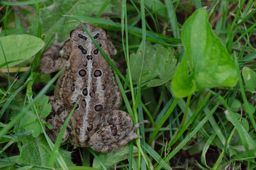 Brown and Black Toad Hopping around in the Long Green Grass.