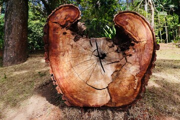 Fototapeta premium Tronco de árvore cortada servindo de abrigo para pequenos pássaros e insetos.