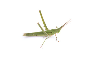 long-headed grasshopper isolated white background