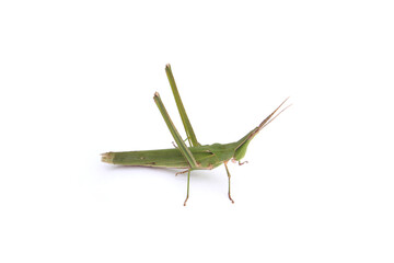 long-headed grasshopper isolated white background