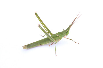 long-headed grasshopper isolated white background