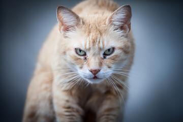 Selective blur on an Angry stray ginger redhead cat, looking and staring at the camera with its grumpy eyes eyes, ready to attack...