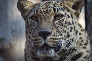 Photo portrait of an animal. The Far Eastern leopard. A resting cat is intently watching the birds.