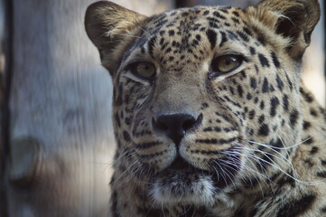 Photo portrait of an animal. The Far Eastern leopard. A resting cat is intently watching the birds.