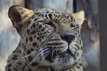 Photo portrait of an animal. The Far Eastern leopard. A resting cat is intently watching the birds.