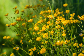 Blooming yellow flowers on a background of green grass.