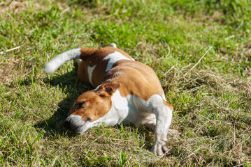 Naklejka na ściany i meble Dog Jack Russell Terrier breed on a background of green grass