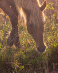 Wild horse grazing, backlit . 