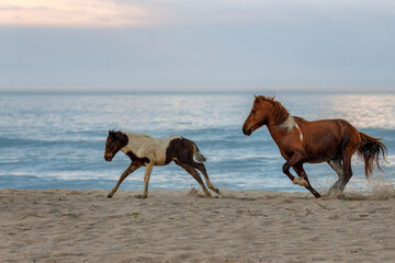 Wild Horse and Colt running on Beach in Assateauge National Seashore