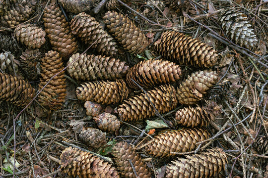 pine cones on the ground, background for wallpaper