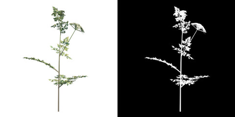 Front view of Plant (Daucus Carota 1) Tree png with alpha channel to cutout made with 3D render