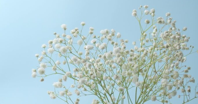 Beautiful gypsophila flowers in vase on color background