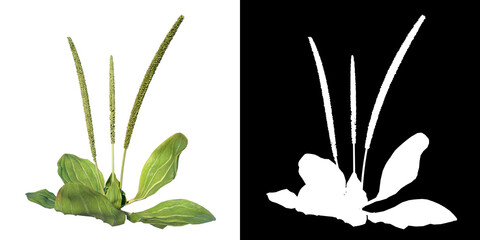 Front view of Plant ( Plantago major broadleaf plantain 2) Tree png with alpha channel to cutout made with 3D render © Emmanuel Vidal