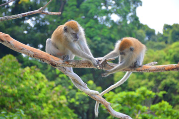 The Macaque on the island.