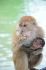 The Macaque on the island.
