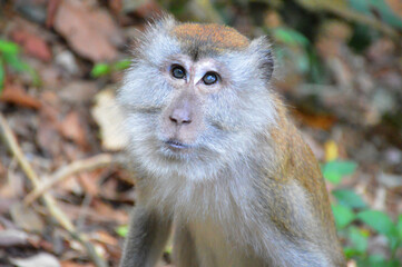 The Macaque on the island.