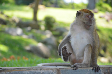 Fototapeta premium The Macaque on the island.