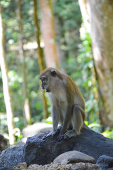 The Macaque on the island.