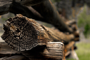 firewood in the forest