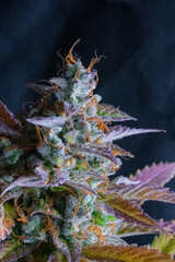 Medical cannabis flower near its harvesting point. Autumn colors and lots of brightness.