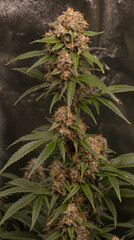 Medical marijuana plant with a cup full of resin and close to its best point. Natural medicine grown indoors.