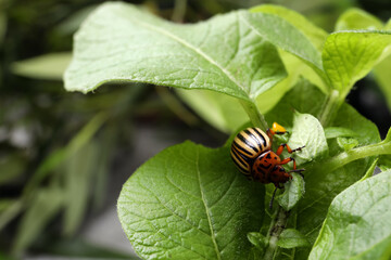 Colorado potato beetle on green plant outdoors, closeup