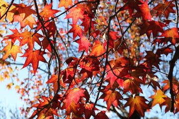 to remember is to live - memory park, Bs As, Argentina