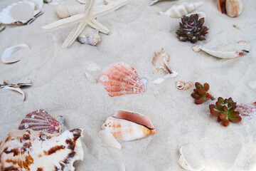 Fototapeta na wymiar 砂浜に転がるきれいな貝殻