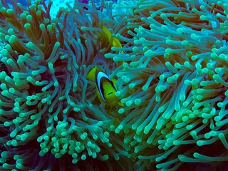 coral reef with fish