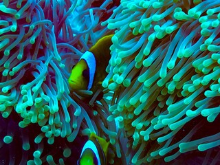 clownfish 