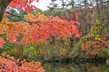 柳沼で見たちょうど見頃のカラフルな紅葉＠五色沼、福島