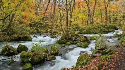 ちょうど見頃の紅葉に囲まれた奥入瀬渓流「阿修羅の流れ」の情景＠青森