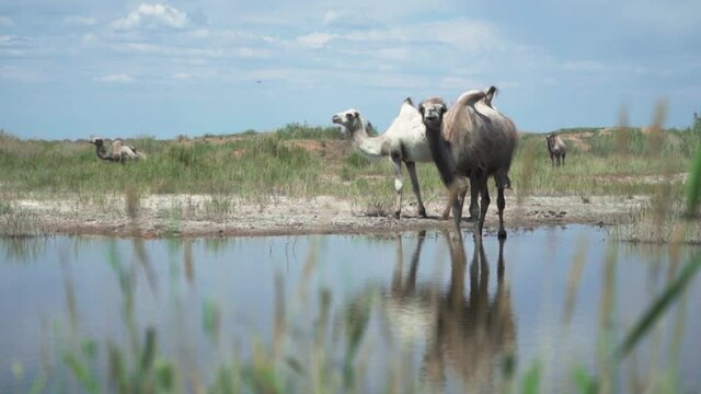 Wild Camels With Reflection On Calm River During Sunny Day On Wilderness Of Kazakhstan, Central Asia. - Static Shot