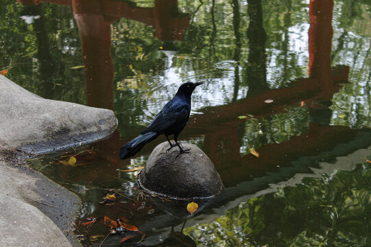 Quiscalus mexicanus, bird that looks like a crow in mexico is better known as chanate or zanate