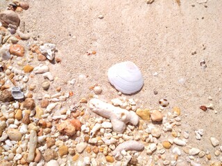 shells on the beach