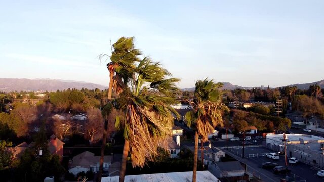Palm Trees in the Wind 02 - Pedestal