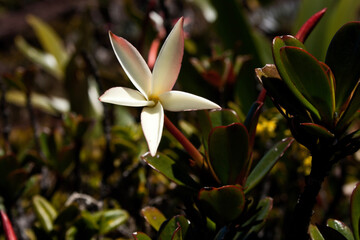 lily of the valley