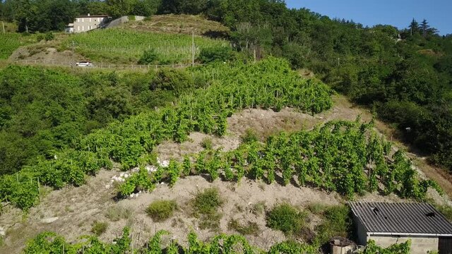 Aerial view of A little House Among The Vineyard, Drone Shot Of A Vineyard