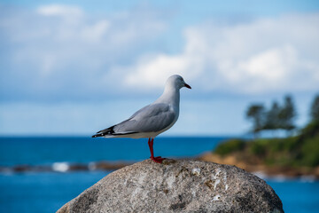 Seagull on rock by the seaside
