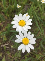 white daisy flower