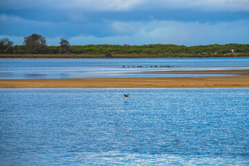 A winters day by the lake with the birds