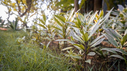 Obraz premium grass in the forest